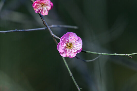 春天早春紅梅春暖花開梅花盛開