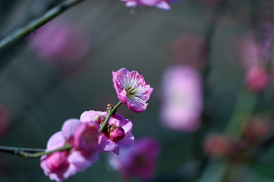 春天早春紅梅春暖花開梅花盛開