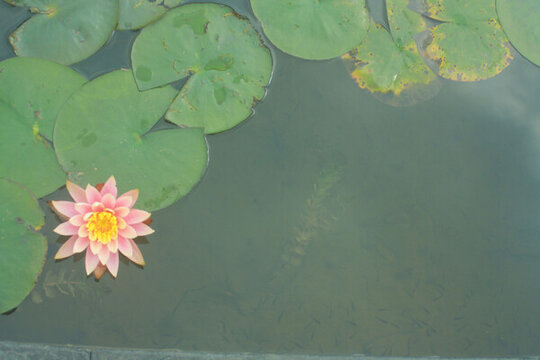 清水出芙蓉