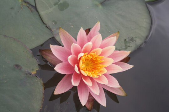 睡蓮清水出芙蓉