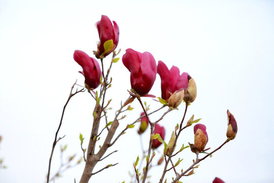 紫色玉蘭花枝
