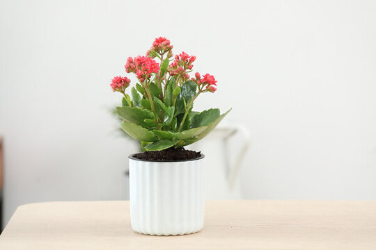長壽花壽星花家樂花伽藍(lán)花盆栽紅