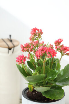 長壽花壽星花家樂花伽藍(lán)花盆栽紅