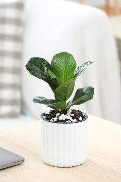 大琴葉榕盆栽綠植室內(nèi)