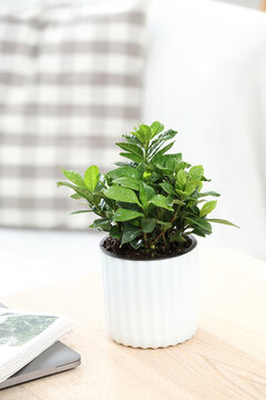 梔子花綠植盆栽