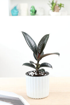 橡皮樹黑金剛常綠木本觀葉植物