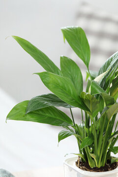 廣東萬年青常綠草本植物
