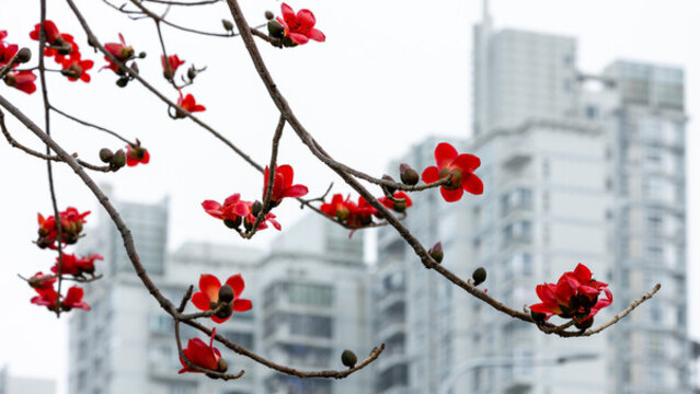 春天深圳城市盛開紅色木棉花