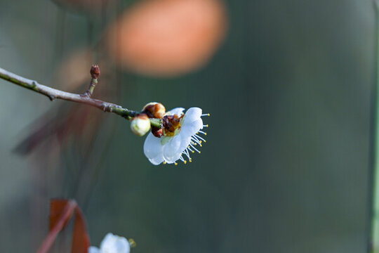 春天早春白梅花春暖花開(kāi)梅花綻放