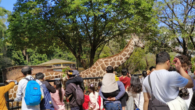 廣州動(dòng)物園的長(zhǎng)頸鹿