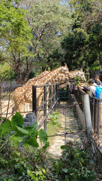 廣州動物園的長頸鹿