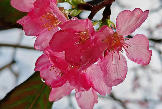 櫻花