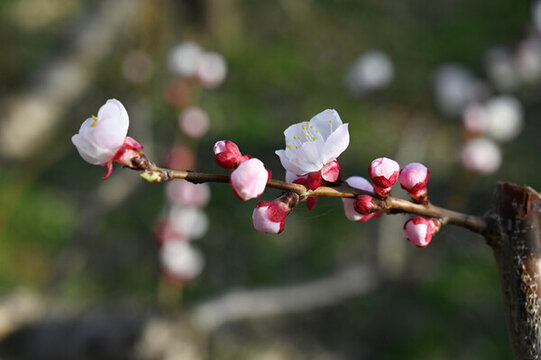 杏花開(kāi)了