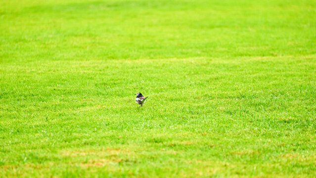 雨后草地上的一只鸟儿