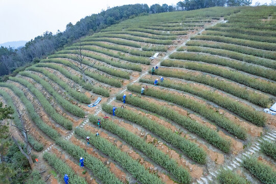 蘇州西山碧螺春茶園采摘