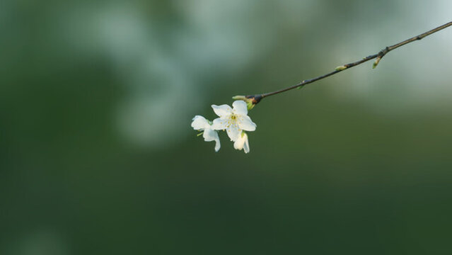 梅花