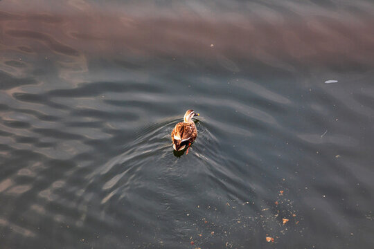 吉林市松花江上的斑嘴鸭