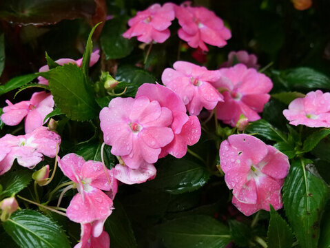 帶雨珠的粉色鳳仙花