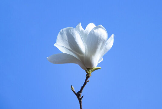 玉蘭花