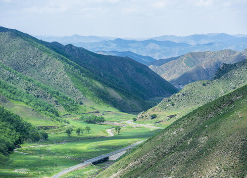 大青山陰山北坡樺樹林