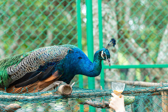 公園里喂食孔雀