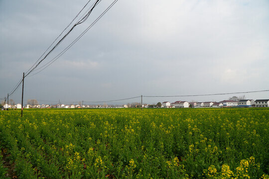 漢中油菜花開