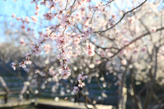 春天好天氣藍(lán)天桃花