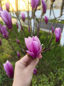 采摘玉蘭花