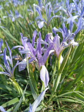 馬蘭花馬蓮花