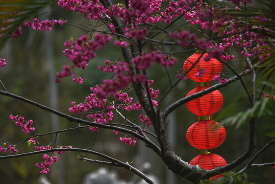 燈籠櫻花