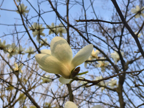 白色玉蘭花