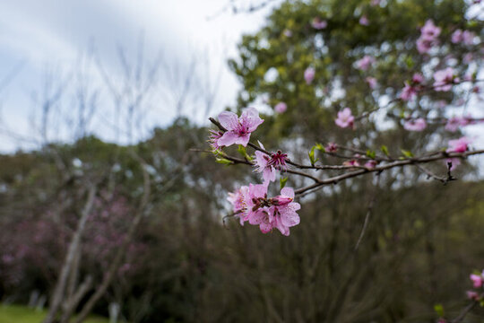 桃花開