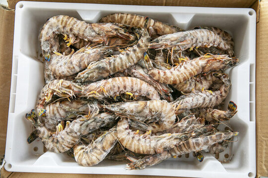 鮮活竹節(jié)蝦