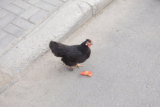 烏雞