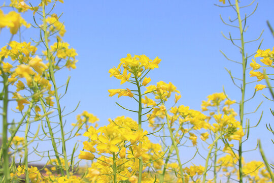 藍天油菜花