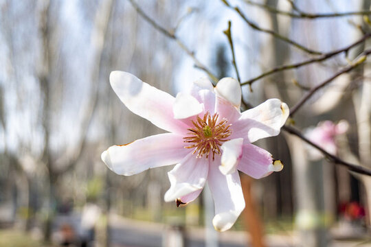 玉蘭花開(kāi)