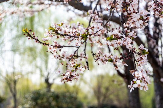 櫻花