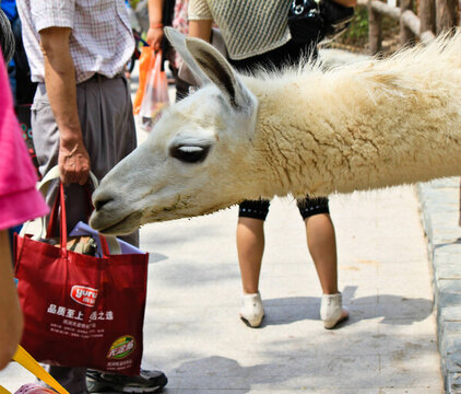 動物園羊駝