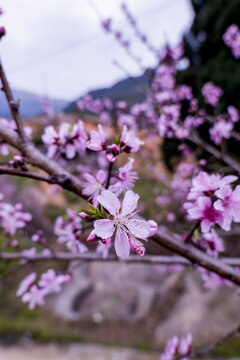 桃花盛開