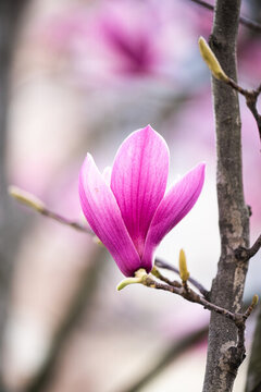 春天盛開(kāi)的玉蘭花