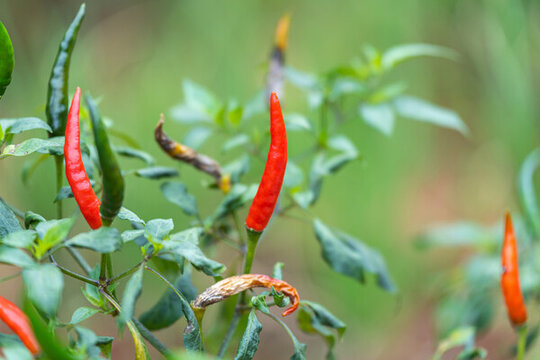 植物上生长的红辣椒特写镜头