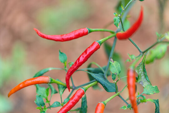 植物上生长的红辣椒特写镜头