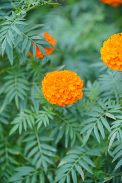 戶外盛開的萬壽菊