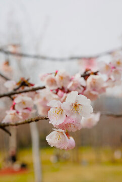 櫻花