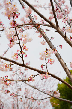 櫻花樹