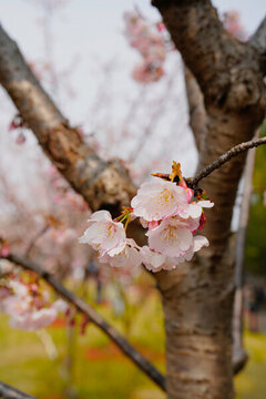 小櫻花