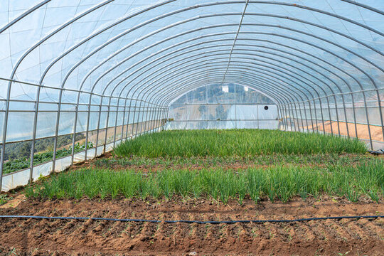 现代农业温室大棚种植