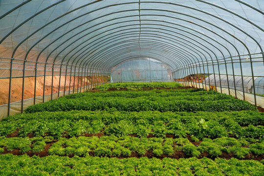 现代农业温室大棚种植