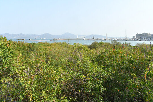 海邊公園的雜亂綠植
