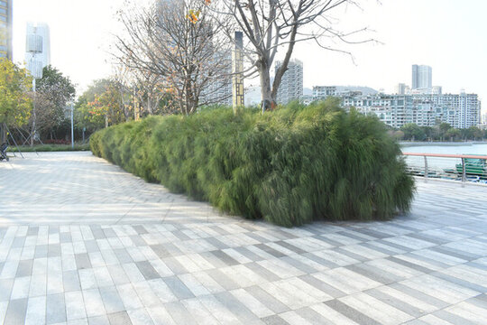 海邊公園里綠色的植物